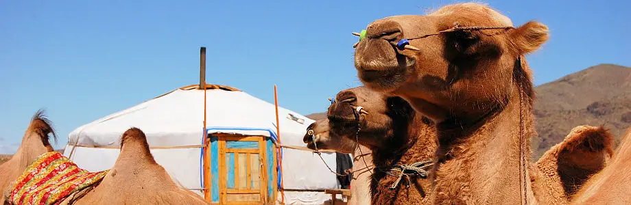 Kamele in der mongolischen Wüste