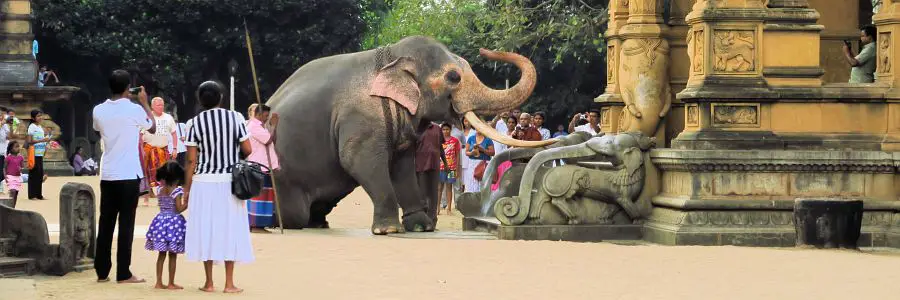 02_srilanka_tempelelefant