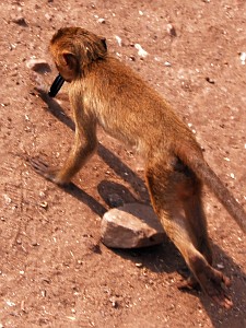 affe_inflagranti