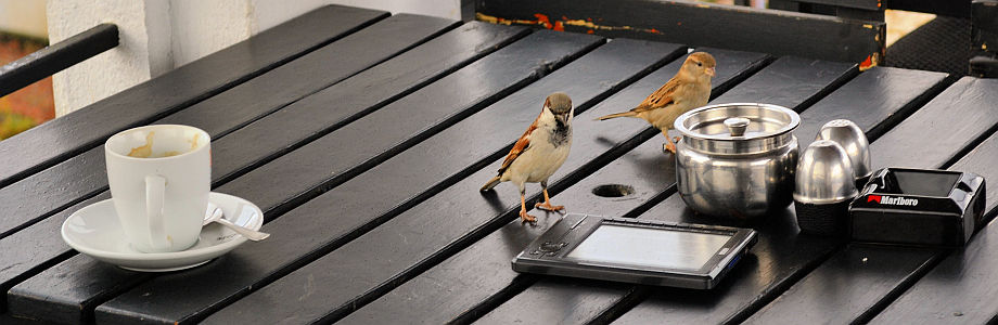 ebookreader_vogel