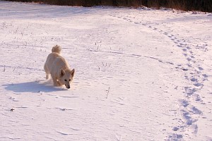 winterhund