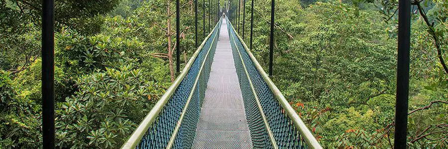 MacRitchie_TreeTop