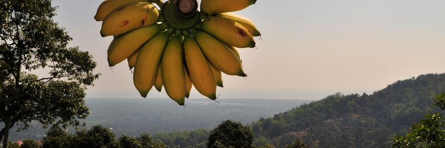 banane_aussicht