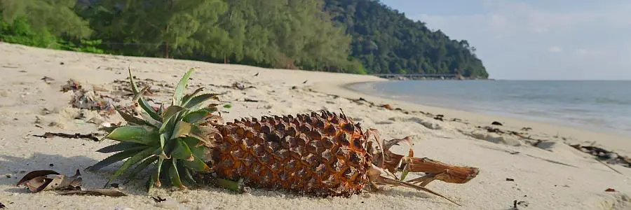 penang_np_ananas