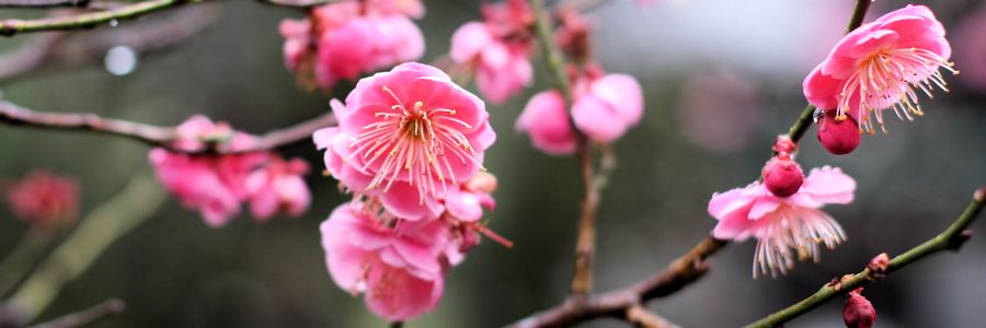 sakura