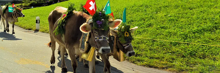 switzerland_cows