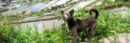 8 Reise-Bildkalender als individuelles Geschenk banauehund 260x87 - 8 Reise-Bildkalender als individuelles Geschenk