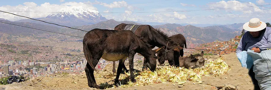 bolivia_donkeys