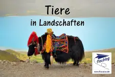 Tibetan Yak on a pass near Lhasa, with turquoise Namtso Lake as backdrop