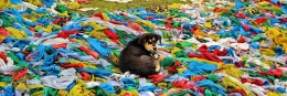 8 Reise-Bildkalender als individuelles Geschenk dog color tibet prayerflag1 260x87 - 8 Reise-Bildkalender als individuelles Geschenk