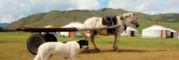8 Reise-Bildkalender als individuelles Geschenk dog horse yurt1 260x87 - 8 Reise-Bildkalender als individuelles Geschenk