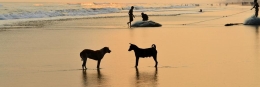 8 Reise-Bildkalender als individuelles Geschenk fischerhunde2 260x87 - 8 Reise-Bildkalender als individuelles Geschenk