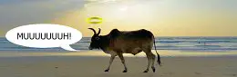 Kühe sind heilig in Indien - angewandte Religion