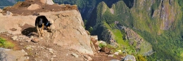 8 Reise-Bildkalender als individuelles Geschenk machupicchuhund1 260x87 - 8 Reise-Bildkalender als individuelles Geschenk