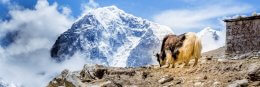 Everest Base Camp Trek: Wandern zur Mutter aller Basislager