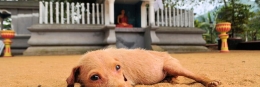8 Reise-Bildkalender als individuelles Geschenk puppybuddha1 260x87 - 8 Reise-Bildkalender als individuelles Geschenk