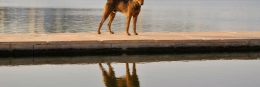8 Reise-Bildkalender als individuelles Geschenk pushkar3 260x87 - 8 Reise-Bildkalender als individuelles Geschenk
