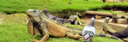 8 Reise-Bildkalender als individuelles Geschenk reptilienguayaquil1 260x87 - 8 Reise-Bildkalender als individuelles Geschenk