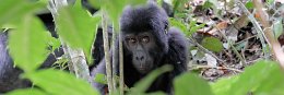 Menschenaffen Trekking in Afrika & Südostasien