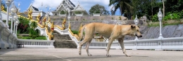 8 Reise-Bildkalender als individuelles Geschenk tempelhund1 260x87 - 8 Reise-Bildkalender als individuelles Geschenk